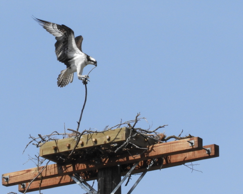 osprey nest building