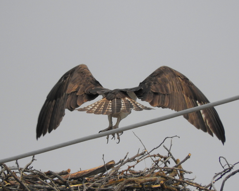 Osprey