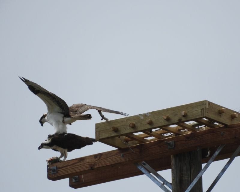 osprey nest building