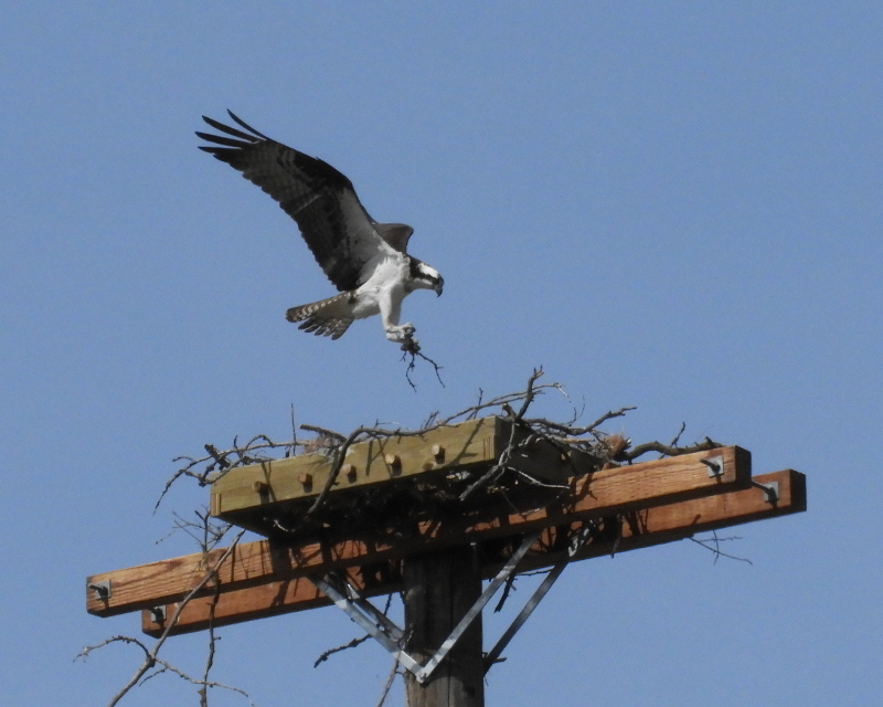 osprey nest building